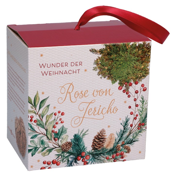 Rose von Jericho - Wunder der Weihnacht